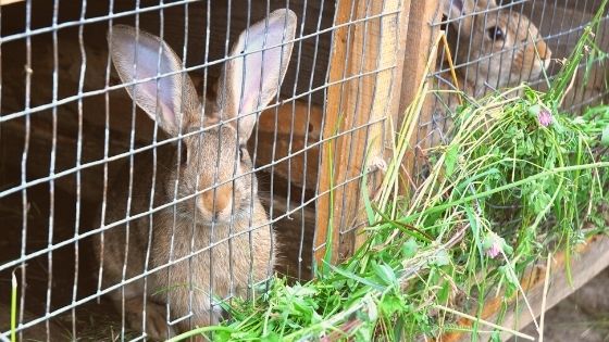 The Ultimate List Of Rabbitry Supplies For Beginner and Advanced Rabbit Raisers
