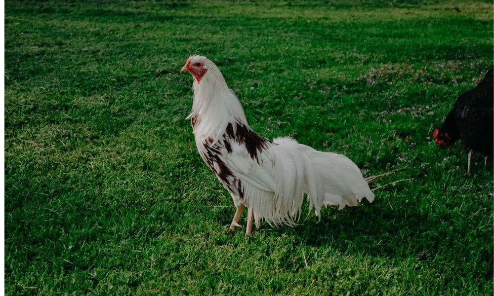 Backyard farm rooster