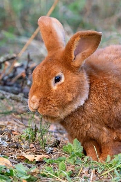 a thrianta rabbit breed