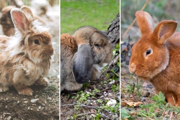 three rabbis(an agora, french lop, and thrianta) in the header image for the most profitable rabbit breed post