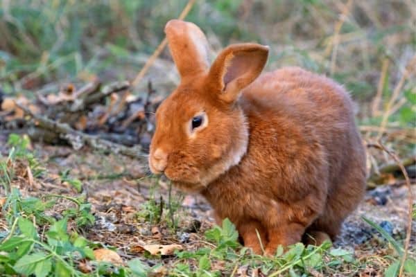 a thrianta rabbit
