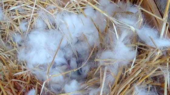 rabbit nest box with fur pulled.
