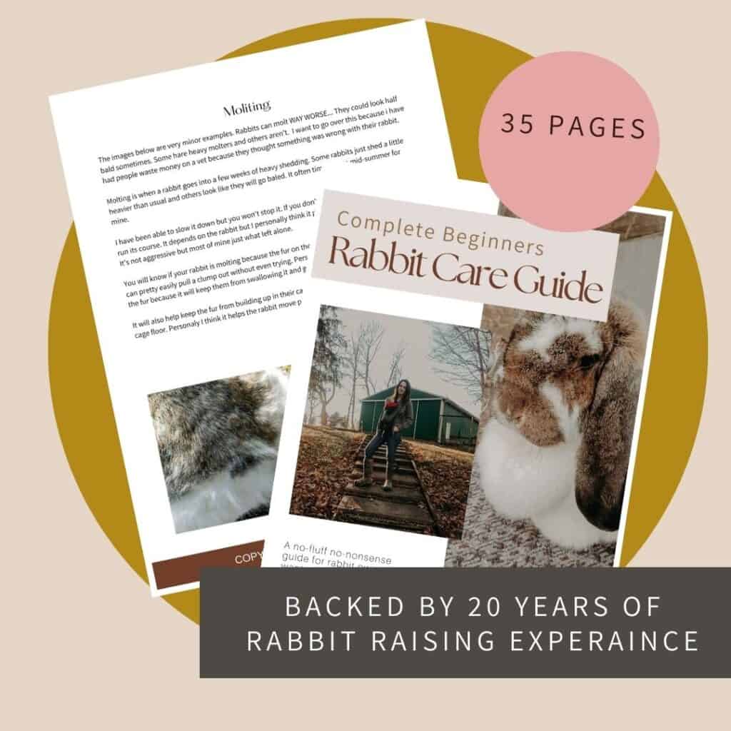 rabbit care ebook