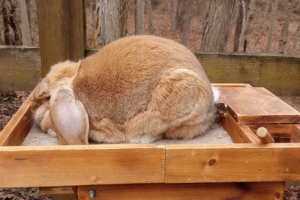 rabbit sitting on a table to be bred