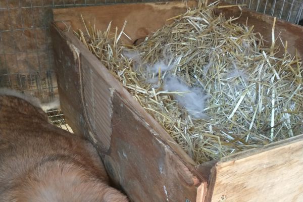 rabbit nesting box