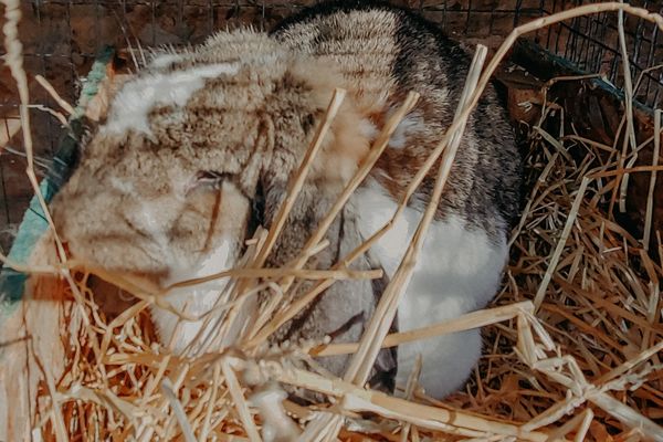 rabbit sitting in her nesting box