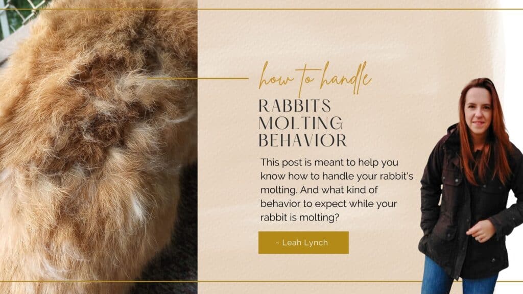 rabbit molting behavior intro image