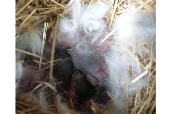 new rabbits in the nest with fur pulled.