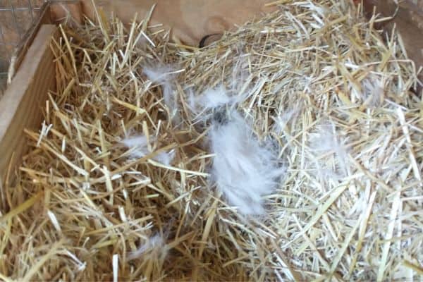 a rabbit nest box with a small amount of fur in the nest.