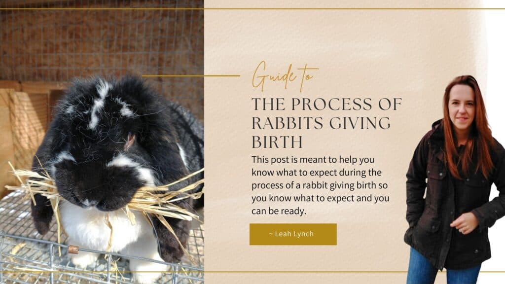rabbits giving birth process intro image.