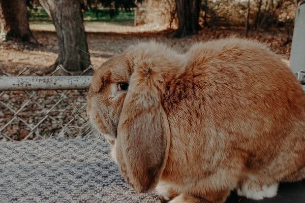 French lop rabbit