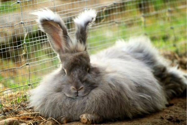A blue angora rabbit that produces multiple income streams for a rabbitry