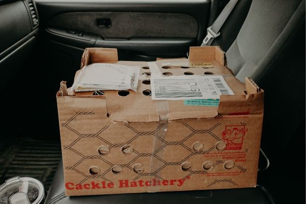 Chick Shipping Box