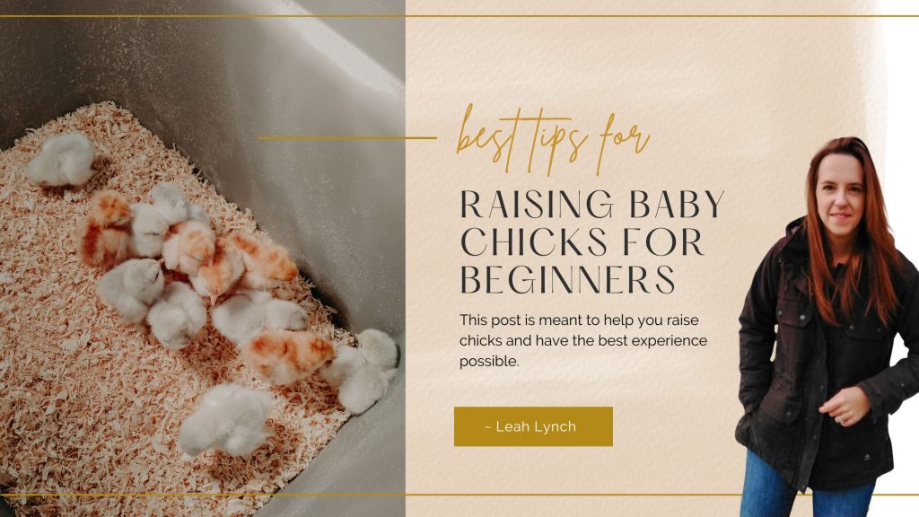 raising baby chicks header image