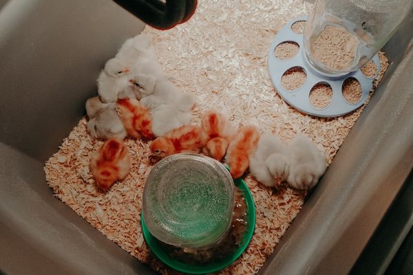 chicks in a tub brooder.