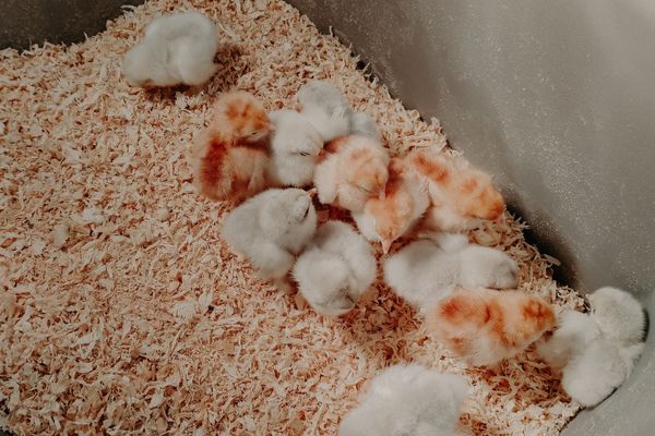 young chicks in a brooder