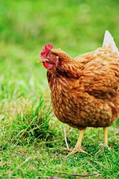 11 Red Chicken Breeds, A Breed With The WORST Temperament