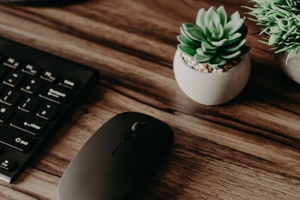 a computer mouse next to a keyboard and a small succulent