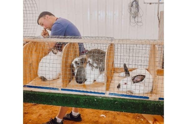 judge looking over show rabbits