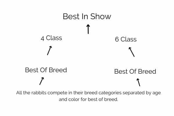 how rabbit shows work