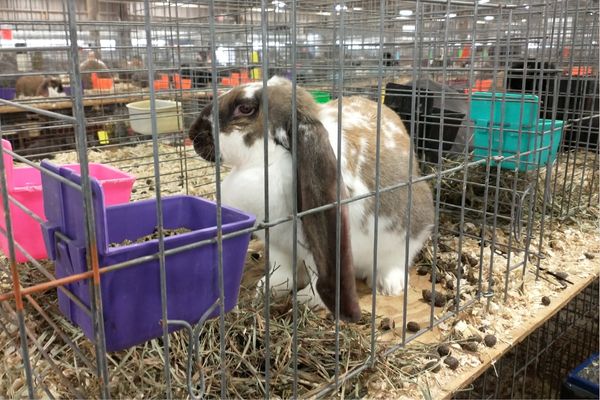 English lop in a cage at a cooped rabbit show