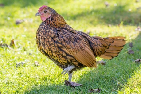 Small chicken breeds: Sebright Batam