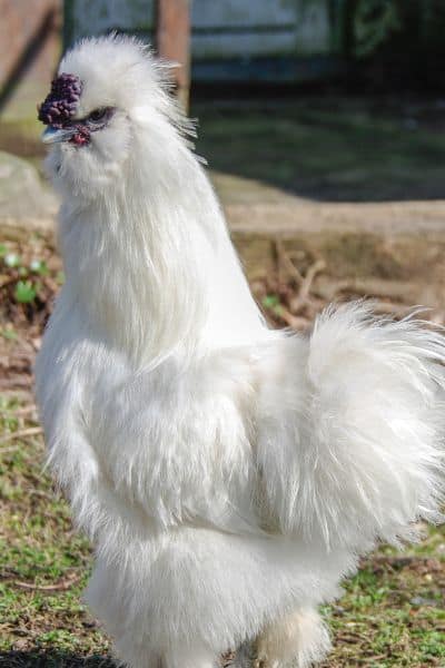 10+ Awesome Small Chicken Breeds For Homesteaders With Small Pieces Of Land