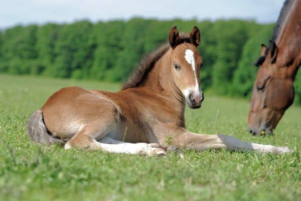 young foal laying in the grass