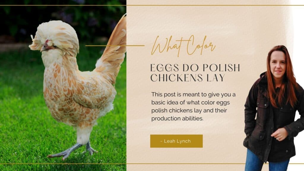 what color eggs do polish chickens lay intro image