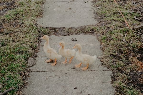 Three baby ducks in the yard looking for something to eat
