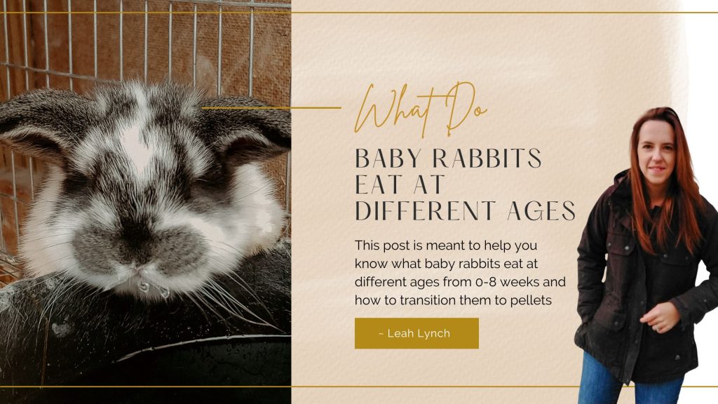intro image for what do baby rabbits eat 