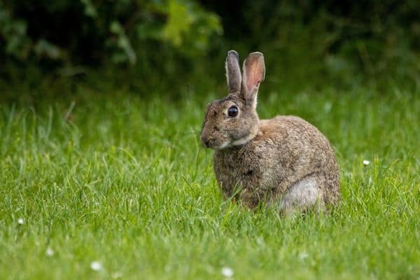 wild rabbit sitting in the grass