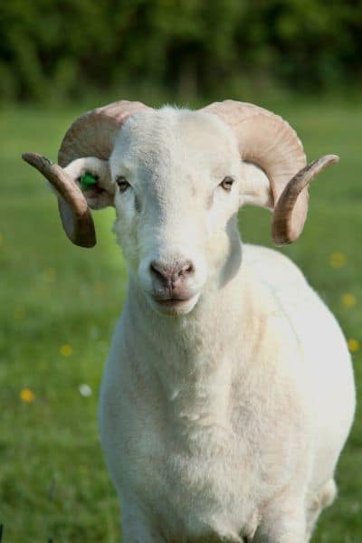 The Ultimate Guide: What is a Male Sheep Called and Sheep Terminology Explained