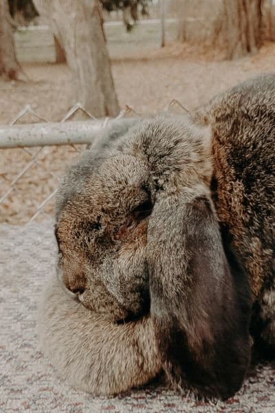 What Is The Best Bedding For Rabbits Safety Guide