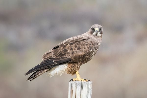 hawk sitting on a fence post
