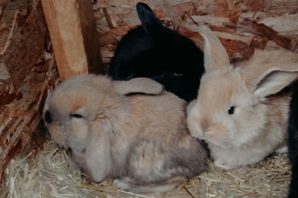 litter of 5 week old french lops