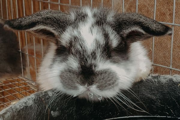 french lop rabbit drinking out of a water bowl