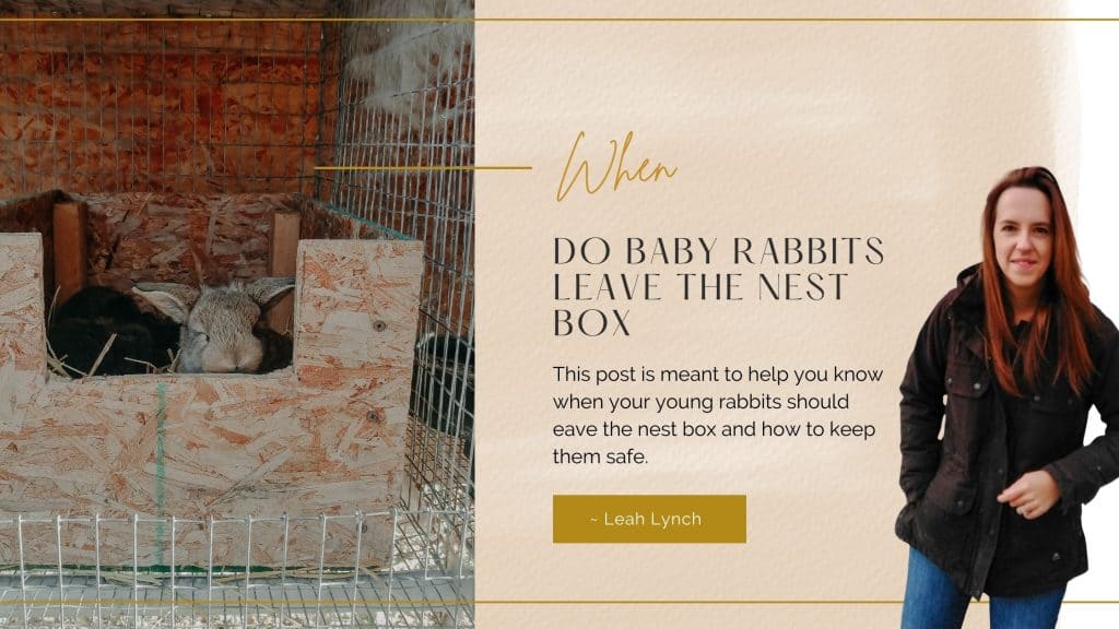 when do baby rabbits leave the nest box intro image