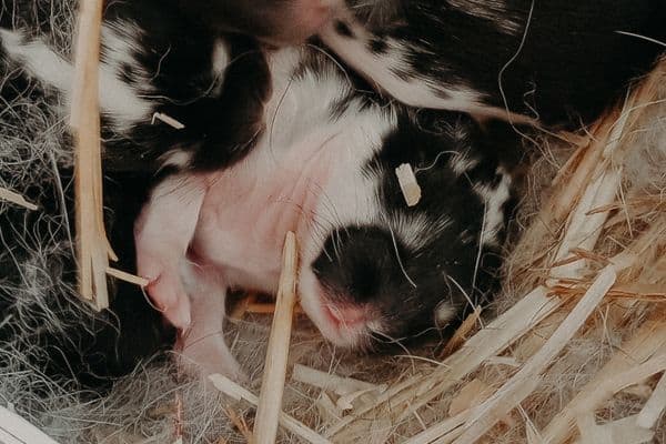 Young litter of rabbits in the nest box