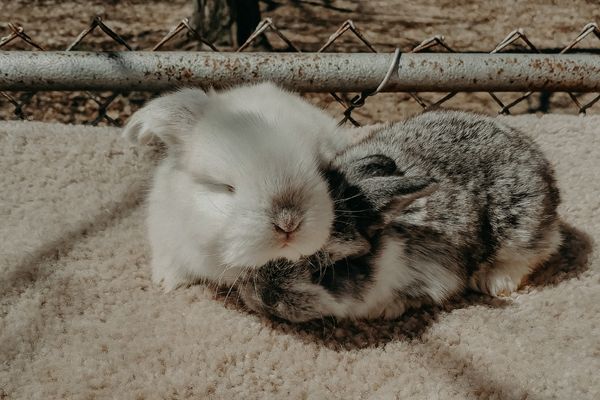 two french lop baby rabbits at 2.5 weeks old