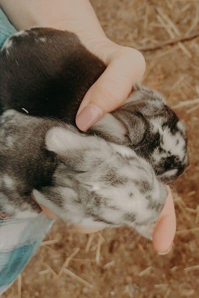 When Do Rabbits Have Babies:  How To Know If Your Domestic Rabbit Is Close To Delivery