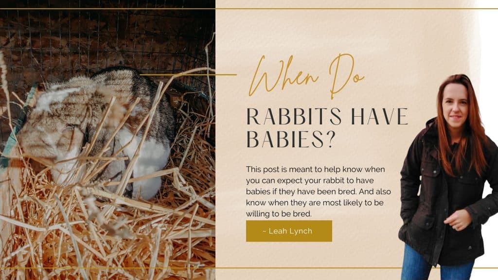 When do rabbits have babies intro image
