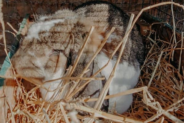 french lop rabbit in a nest box