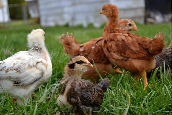 Young chicks in the backyard.