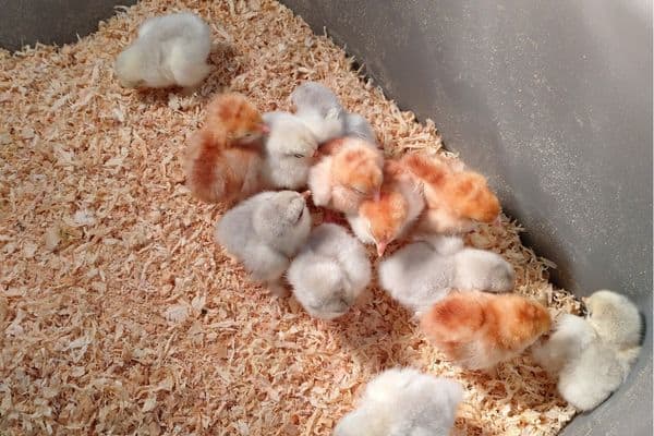 Chicks in a tub with pine bedding that was ready for them 