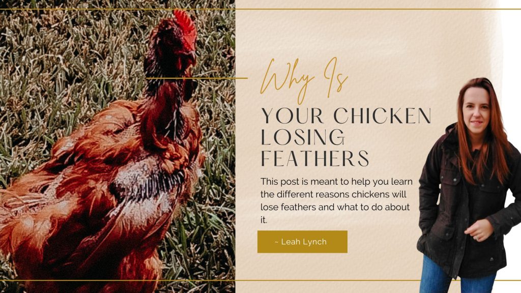 why are my chickens losing feathers header image