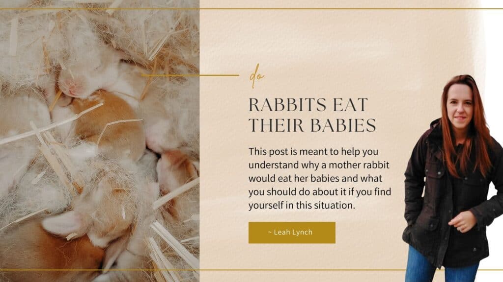 why to rabbits eat their babies intro image