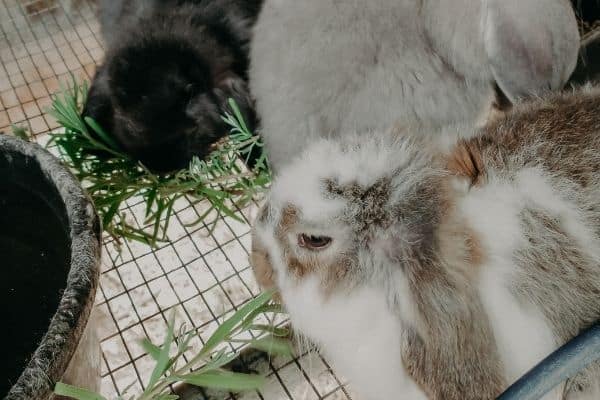 litter of rabbits eating lavender.