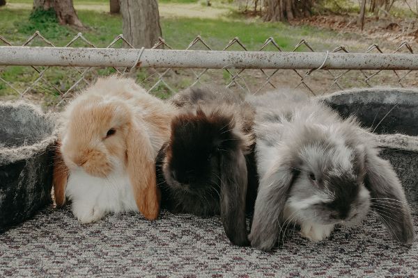 three french lop rabbits sitting on a tub showing off our farming lifestyle