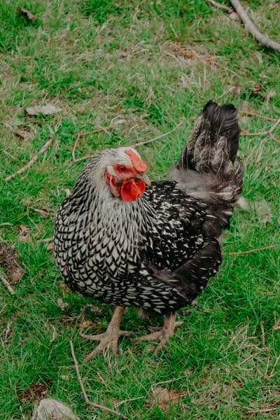 Wyandotte Chicken Breed: The Best Chickens for Beginners
